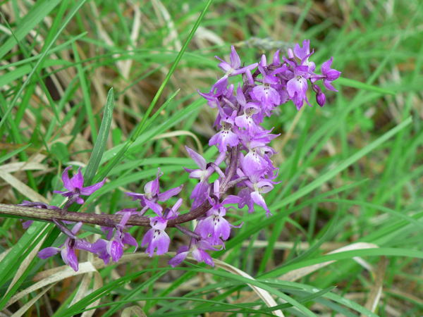 Orchis mascula subsp. signifera???